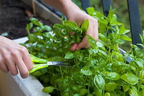 Simple Guide to Planting Basil for Healthier Meals